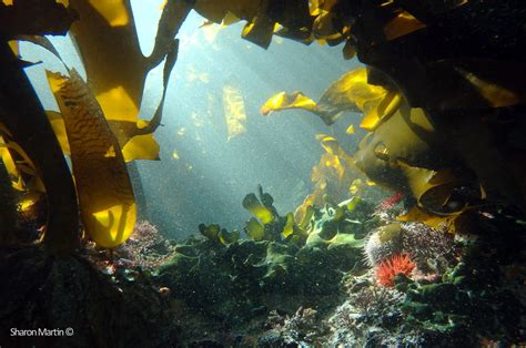 Fernandina Beach's Magical Kelp: A Natural Wonder to Behold